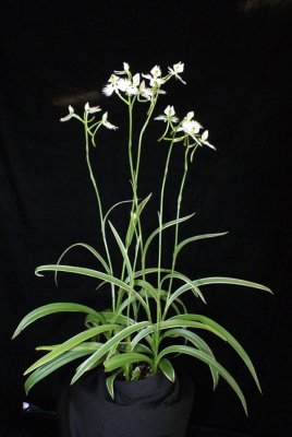 20191632 Habeneria radiata ' TQ's First' JC/AOS 09-14-2019 - Tony Quirk (plant)