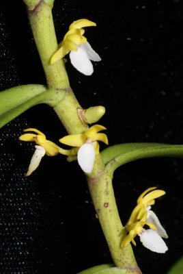 20191633 Trichoglottis bipunctata 'Silas' CBR/AOS 09-14-2019 - Walter Crawford (flower)