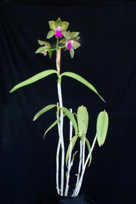 20191634 Cattleya bicolor 'Mendenhall Beta' HCC/AOS (77 points) 09-14-2019 - William Rogerson (plant)