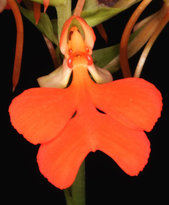 20191639 Habenaria rhodocheila 'Salt Creek' AM/AOS (87 points) 10-12-2019 - Joel Edwards (flower)