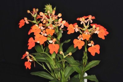 20191639 Habenaria rhodocheila 'Salt Creek' AM/AOS (87 points) - Joel Edwards (plant)