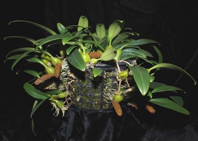 20191643 Bulbophyllum crassipes 'Tower Grove' CCM/AOS (84 points) 10-26-2019 - Missouri Botanic Garden (plant)