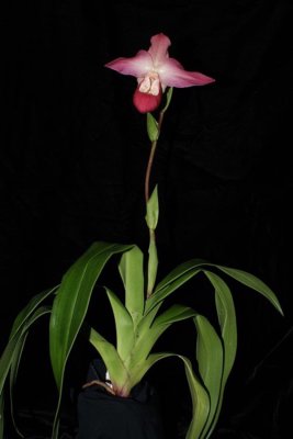 20191645 Phragmipedium Peruflora's Spirit 'Dusty's Sweetheart' HCC/AOS (77 points) 10-26-2019 - Nile Dusdieker (plant)
