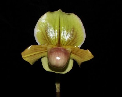 20191646 Paphiopedilum Hop Butterscotch 'Deerwood' HCC/AOS (78 points) 10-26-2019 - Ross Hella (flower)