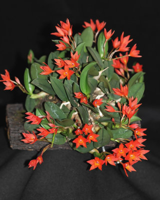 20191653 Cattleya cernua 'Bubbly Kalena' CCM/AOS (86 points) 12-14-2019 - Jane Charles High (plant)