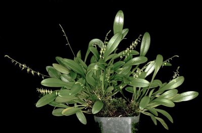 20191583 Platystele viridis  'Orkiddoc' CCM/AOS (85 points) 03-02-2019 - Larry Sexton (plant)
