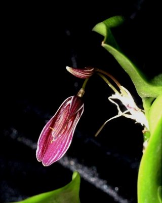 20202552 Restrepia purpurea 'Orkiddoc' CBR/AOS 01-11-2020 - Larry Sexton (flower)