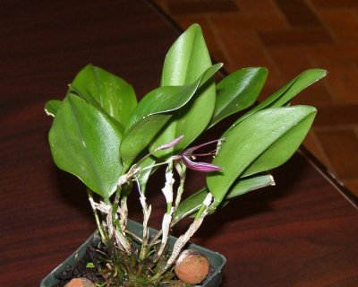 20202552 Restrepia purpurea 'Orkiddoc' CBR/AOS 01-11-2020 - Larry Sexton (plant)