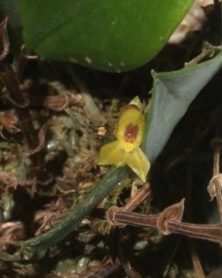 20202553 Lepanthes setifera 'Orkiddoc' CBRAOS 01-11-2020 - Larry Sexton (flower)