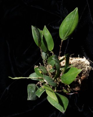 20202553 Lepanthes setifera 'Orkiddoc' CBRAOS 01-11-2020 - Larry Sexton (plant)