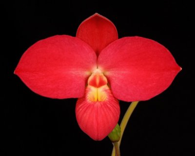 20202554 Phragmipedium Fritz Schomburg 'Pucker Up' - AMAOS (84 points) 01-25-2020 - Orchids Ltd