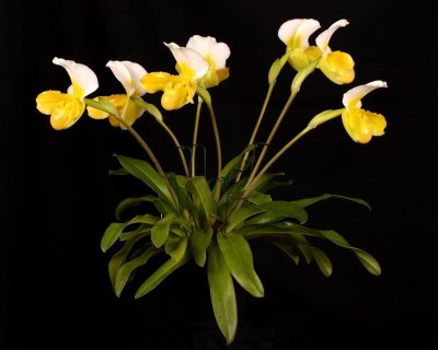20202556 Paphiopedilum Charmingly Stoned 'Charles Mans' AM/AOS (82 points) 01-25-2020 - Ross Hella (plant)