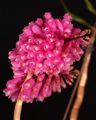 20202562 Dendrobium rutriferum 'Seward Splash' - CBR/AOS 01-25-2020 - Matt Pfeiffer (flower)