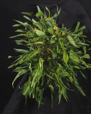 20202569 Acianthera quadricristata 'Cheryl's Joy' CBR/AOS 02-01-2020 - Cheryl Erins (plant)