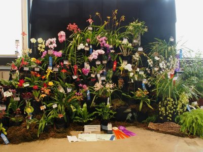 20202570 Exhibit 'Madison Orchid Growers Guild' ST/AOS (84 points) 02-01-2020