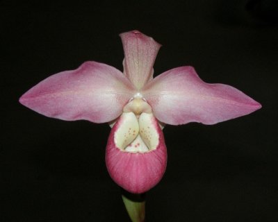 20202573 Phragmipedium Peurflora's Spirit 'Twin Sisters' AM/AOS (80 points) 02-15-2020 - Terry Parton, Orchid Trading Co