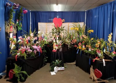 20202576 Exhibit 'Valentine's Togetherness' ST/AOS (82 points) 02-25-2020 - Batavia Orchid Society