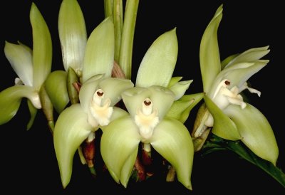 20202578 Sudamerlycaste barrowiorum 'Baby Totz' CBR/AOS 03-07-2020 - Big Oak Orchids (flowers)