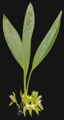 20202578 Sudamerlycaste barrowiorum 'Baby Totz' CBR/AOS 03-07-2020 - Big Oak Orchids (plant)