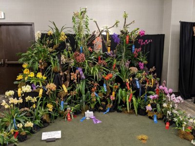 20202583 Exhibit 'Northeast Wisconsin Orchid Society' ST/AOS (84 points) 03-07-2020