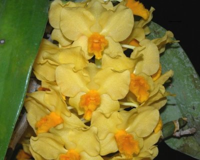 20202589 Dendrobium Cream Cascade 'Cheryl's Gift' HCC/AOS (78 points) 09-12-2020 - Cheryl Erins (flowers)
