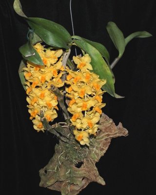 20202589 Dendrobium Cream Cascade 'Cheryl's Gift' HCC/AOS (78 points) 09-12-2020 - Cheryl Erins (plant)
