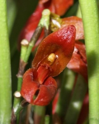 20202590 Specklinia montezumae 'Orkiddoc' CCM/AOS (83 points) 09-12-2020 - Larry Sexton (flower)