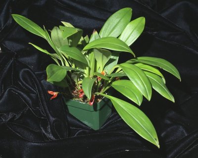 20202590 Specklinia montezumae 'Orkiddoc' CCM/AOS (83 points) 09-12-2020 - Larry Sexton (plant)