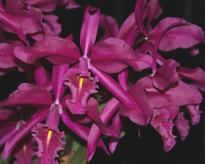 20202593 Cattleya maxima 'Natural World' AM/AOS (81 points) 09-12-2020 - William Rogerson (flowers)