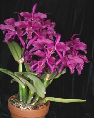 20202593 Cattleya maxima 'Natural World' AM/AOS (81 points) 09-12-2020 - William Rogerson (plant)
