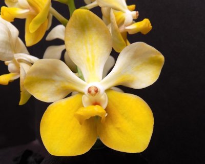 20202596 Vanda Kristina Gossman Ducanes 'Yellow Splash' HCC/AOS (77 points) 10-10-2020 - R F Orchids (flower)