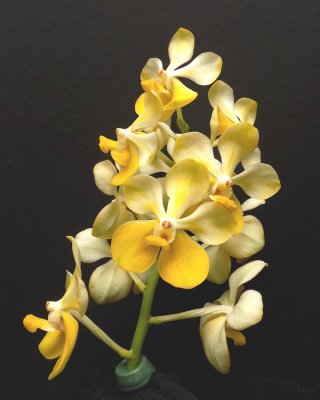 20202596 Vanda Kristina Gossman Ducanes 'Yellow Splash' HCC/AOS (77 points) 10-10-2020 - R F Orchids (inflorescence)
