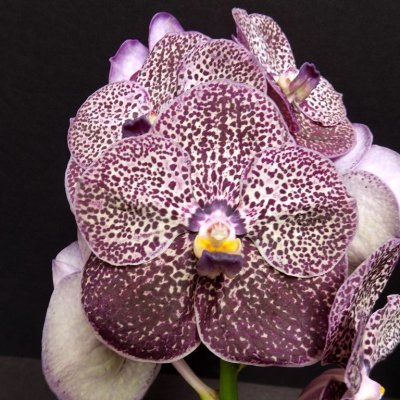 20202597 Vanda Kulwadee Fragrance 'Grapette' AM/AOS (81 points) 10-10-2020 - R F Orchids (flower)