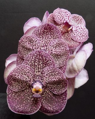 20202597 Vanda Kulwadee Fragrance 'Grapette' AM/AOS (81 points) 10-10-2020 - R F Orchids (inflorescence)