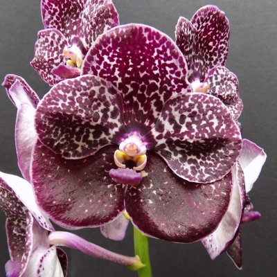 20202598 Vanda Kulwadee Fragrance 'Redland Midnight' AM/AOS (80 points) 10-10-2020 - R F Orchids (flower)