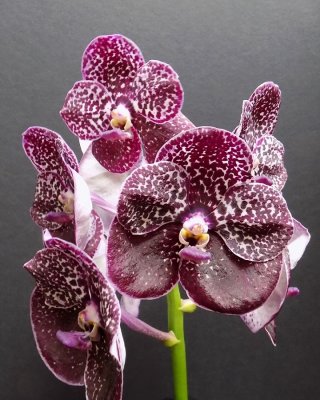 20202598 Vanda Kulwadee Fragrance 'Redland Midnight' AM/AOS (80 points) 10-10-2020 - R F Orchids (inflorescence)