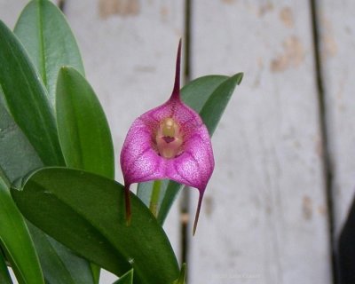 20202599 Masdevallia panguena 'Orkiddoc' AM/AOS (84 points) 10-10-2020 - Larry Sexton (flower)