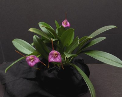 20202599 Masdevallia panguena 'Orkiddoc' AM/AOS (84 points) 10-10-2020 - Larry Sexton (plant)