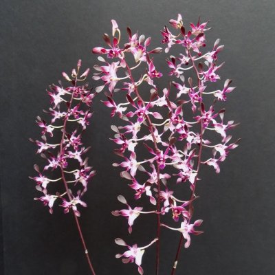 20202601 Dendrobium Curtis' Twinkle 'Royal Purple' AM/AOS (81 points) 10-10-2020 - Orchids Ltd (inflorescence)