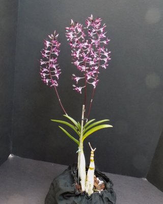 20202601 Dendrobium Curtis' Twinkle 'Royal Purple' AM/AOS (81 points) 10-10-2020 - Orchids Ltd (plant)