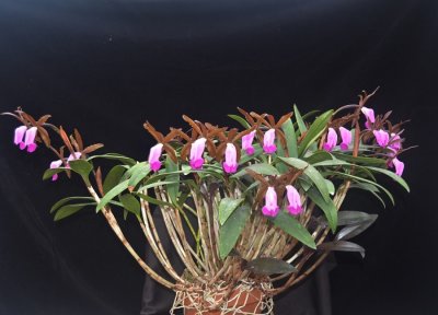 20202603 Cattleya dormanniana 'Shane' CCM/AOS (86 points) 11-14-2020 - William Rogerson (plant)