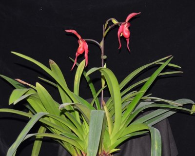 20202604 Phragmipedium Lilja Myhre 'Sophie' AM/AOS (86 points) 11-14-2020 - Orchids by Hausermann (plant)