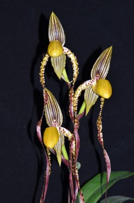 20202605 Paphiopedilum Angel Hair 'Andrea' AM/AOS (85 points) 11-14-2020 - Orchids by Hausermann (flowers)