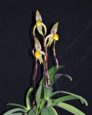 20202605 Paphiopedilum Angel Hair 'Andrea' AM/AOS (85 points) 11-14-2020 - Orchids by Hausermann (plant)