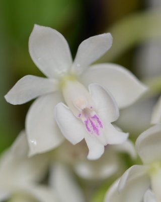 20202606 Epidendrum hugomedinae 'I Know Him' AM/AOS (80 points) 11-14-2020 - Larry Sexton (flower)