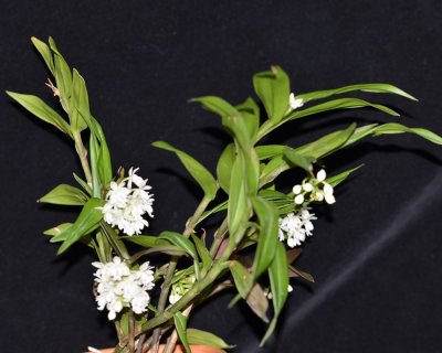 20202606 Epidendrum hugomedinae 'I Know Him' AM/AOS (80 points) 11-14-2020 - Larry Sexton (plant)