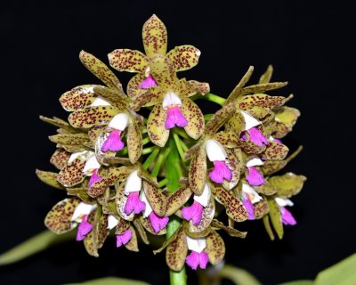 20202607 Cattleya guttata 'Claire' HCC/AOS (76 points) 11-14-2020 - William Rogerson (inflorescence)