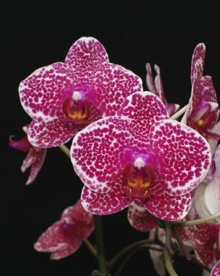 20212561 Phalaenopsis I-Hsin Sesame 'OX1699' HCC/AOS (77 points) - 02-13-2021 - Orchids by Hausermann (flower)