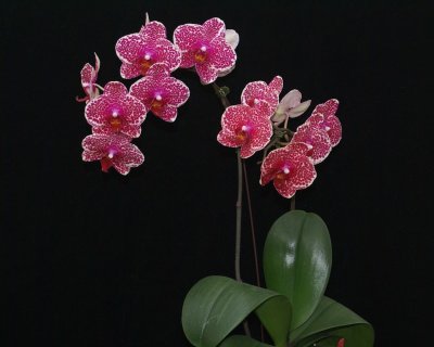 20212561 Phalaenopsis I-Hsin Sesame 'OX1699' HCC/AOS (77 points) - 02-13-2021 - Orchids by Hausermann (plant)