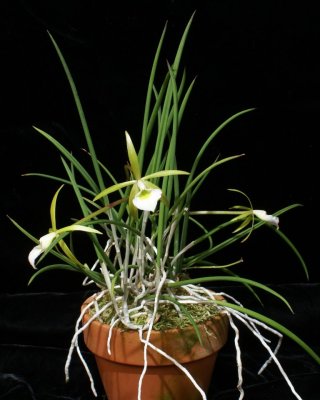 20212563 Brassavola reginae 'My Lilika' HCC/AOS (76 points) - 03-13-2021 - Patricia Kono and Steve Gonzalez (plant)